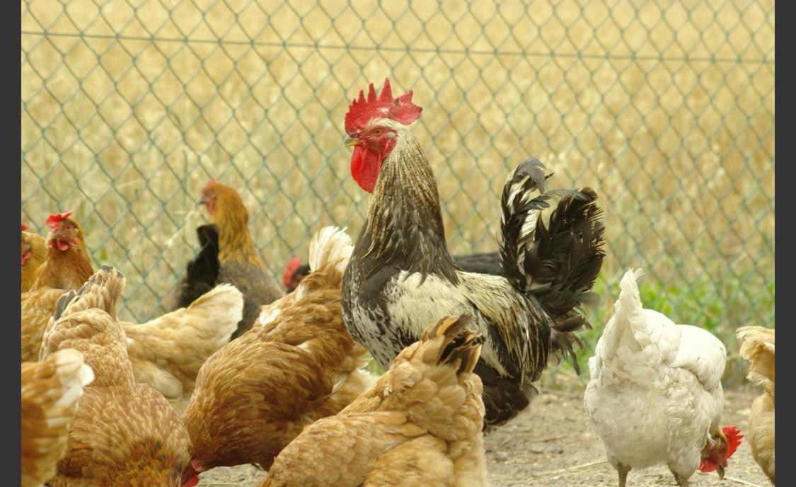 Pokoje Goscinne Pod Jabloniami Ujście-Darłowskie Kültér fotó